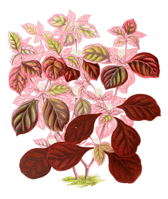 Teleianthera Ficoidea Vintage Leaf Illustrations