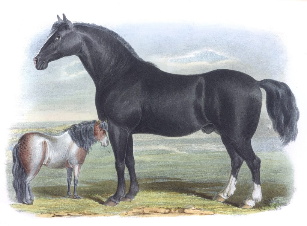 The Clysdale Breed Vintage Illustrations Of Farm Animals Public Domain