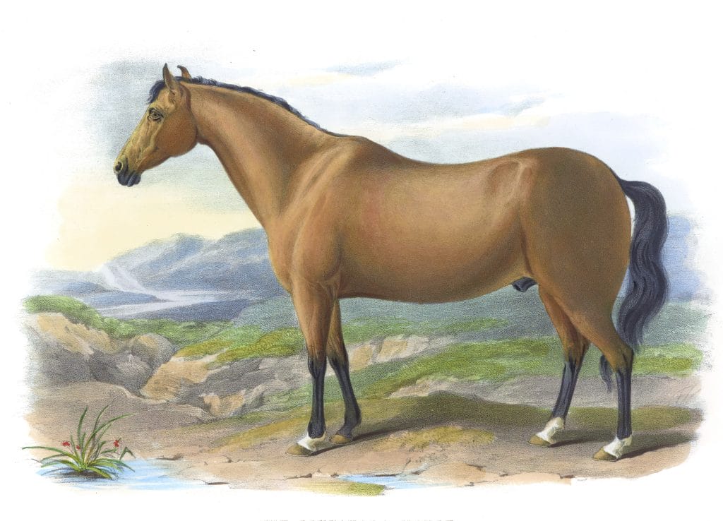 The Connamara Horse Vintage Illustrations Of Farm Animals Public Domain