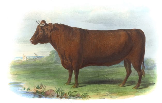 The Devon Breed Vintage Illustrations Of Farm Animals Public Domain