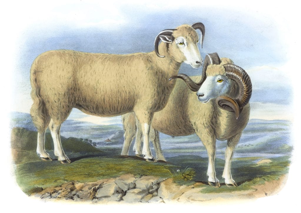 The Dorset Breed Vintage Illustrations Of Farm Animals Public Domain