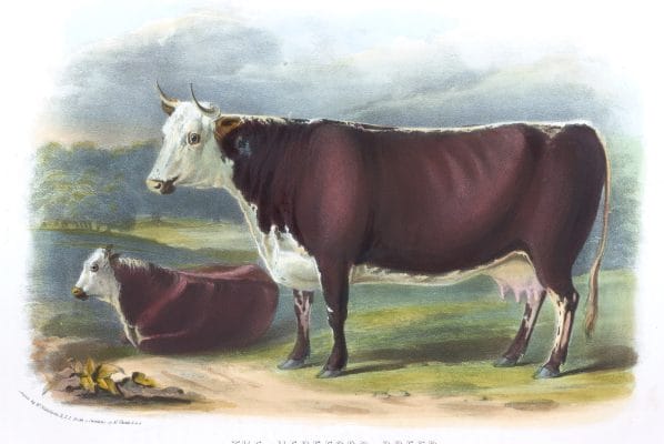 The Hereford Breed Vintage Illustrations Of Farm Animals Public Domain