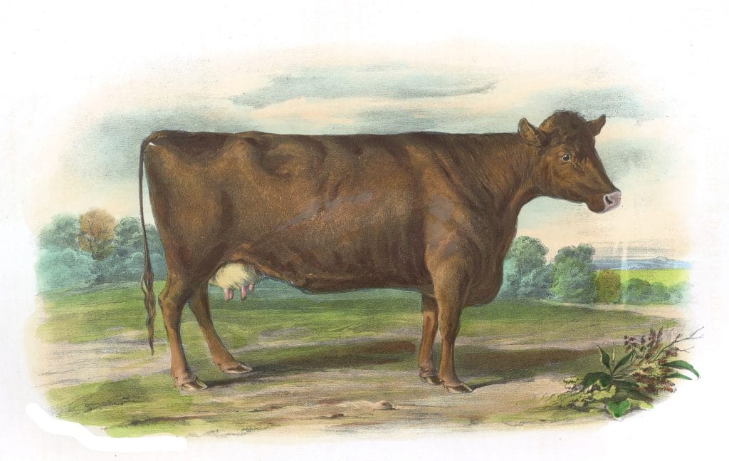 The Polleo Suffolk Breed Vintage Illustrations Of Farm Animals Public Domain