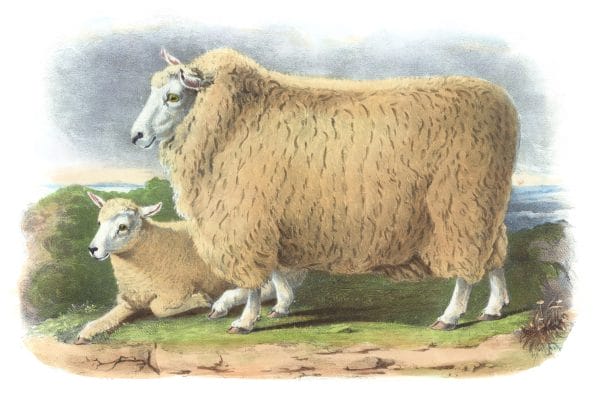 The Romney Marsh Breed Vintage Illustrations Of Farm Animals Public Domain