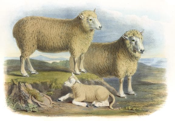 The Ryeland Breed Vintage Illustrations Of Farm Animals Public Domain