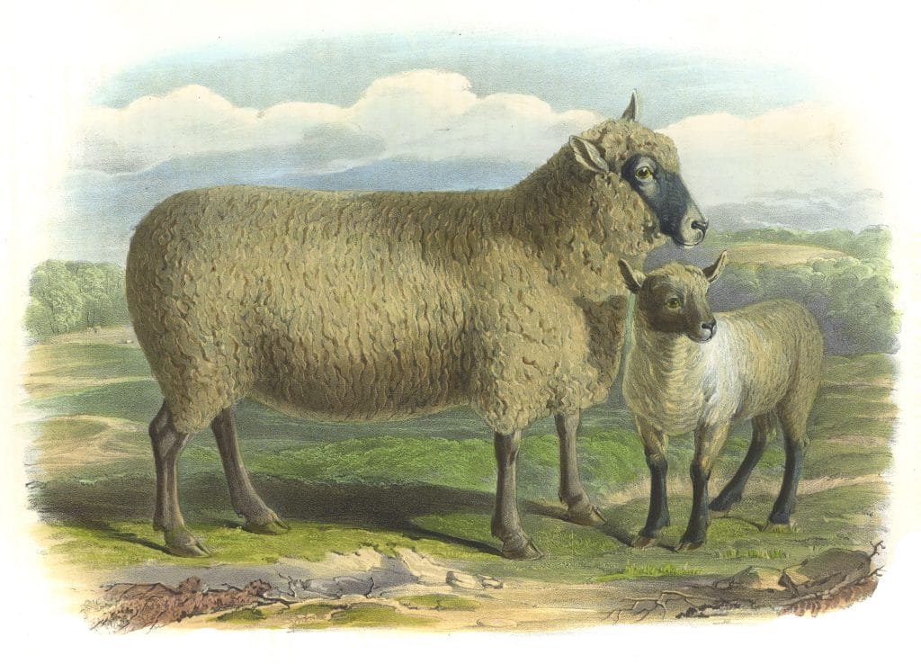 The South Down Breed Vintage Illustrations Of Farm Animals Public Domain