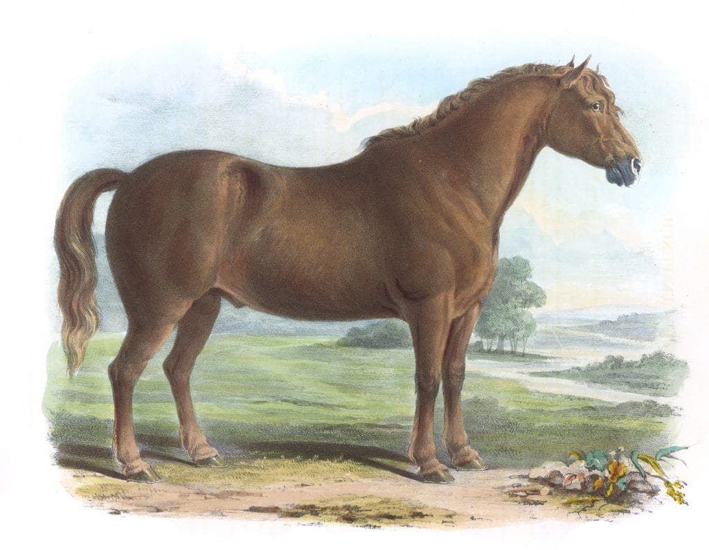 The Suffolk Punch Vintage Illustrations Of Farm Animals Public Domain