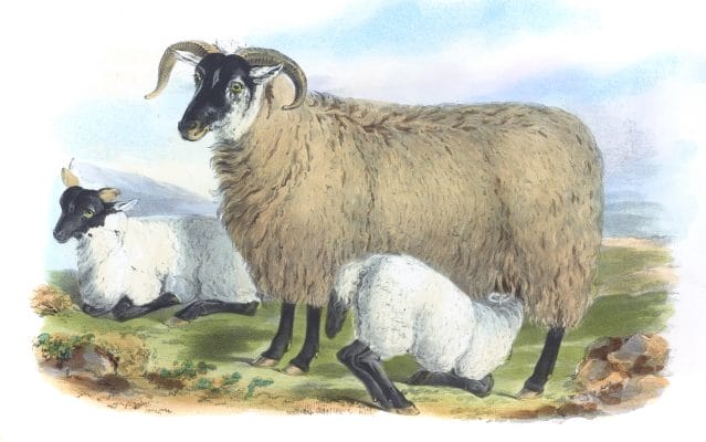 The Black Faced Heath Breed Vintage Illustrations Of Farm Animals Public Domain