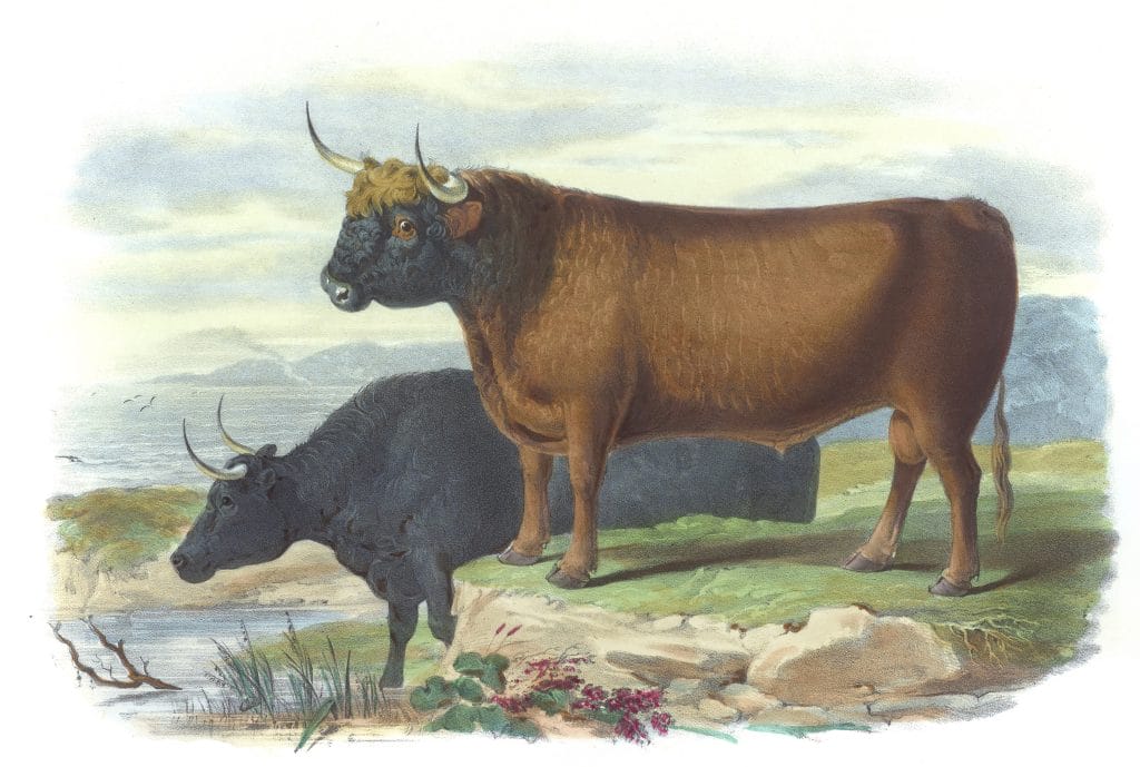 West Highland Breed Vintage Illustrations Of Farm Animals Public Domain