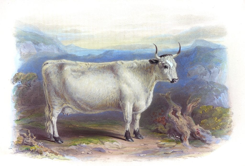 White Forest Breed Vintage Illustrations Of Farm Animals Public Domain
