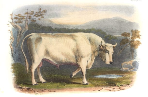 White Forest Breed2 Vintage Illustrations Of Farm Animals Public Domain
