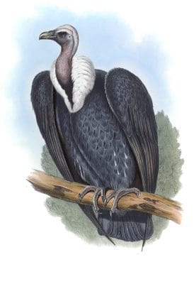 White Rumped Vulture Gyps Bengalensis