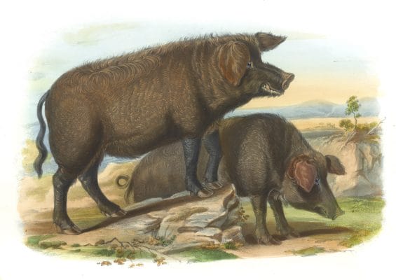 Wild Boar And Sow Vintage Illustrations Of Farm Animals Public Domain