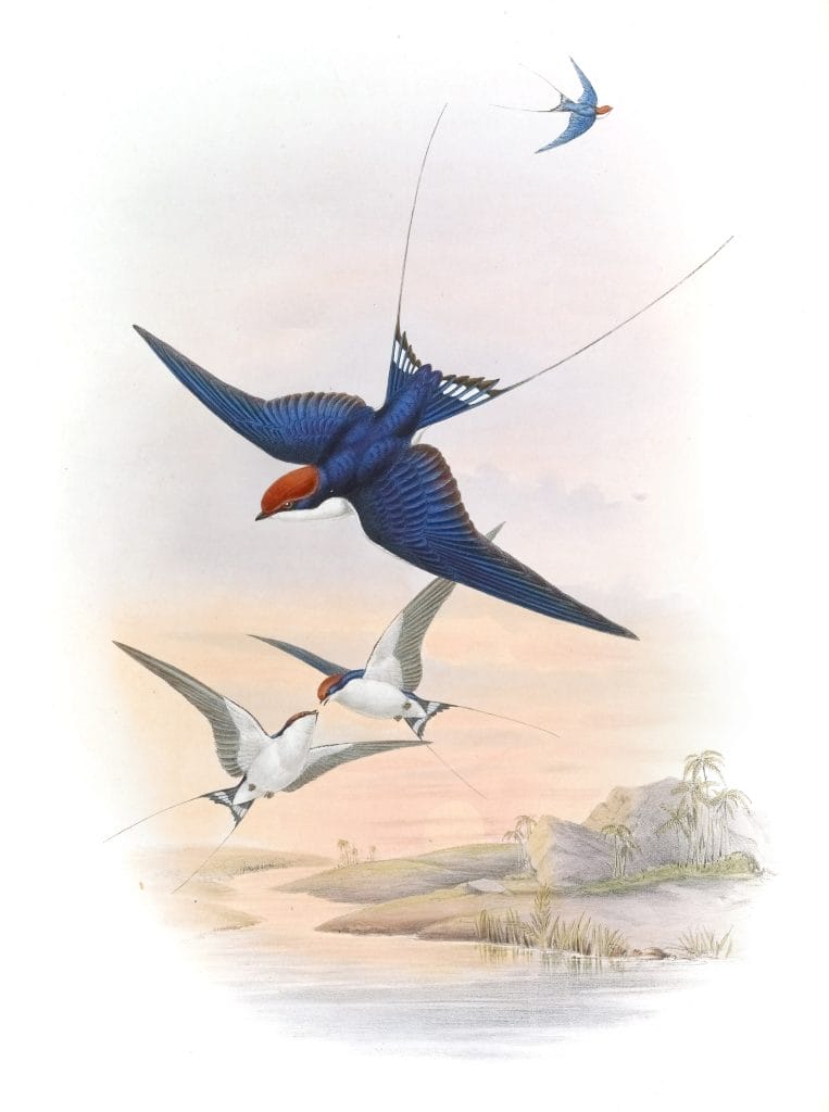 Wire Tailed Swallow Hirundo Filifera