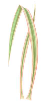Yucca Aloefolia Variegata Vintage Leaf Illustrations
