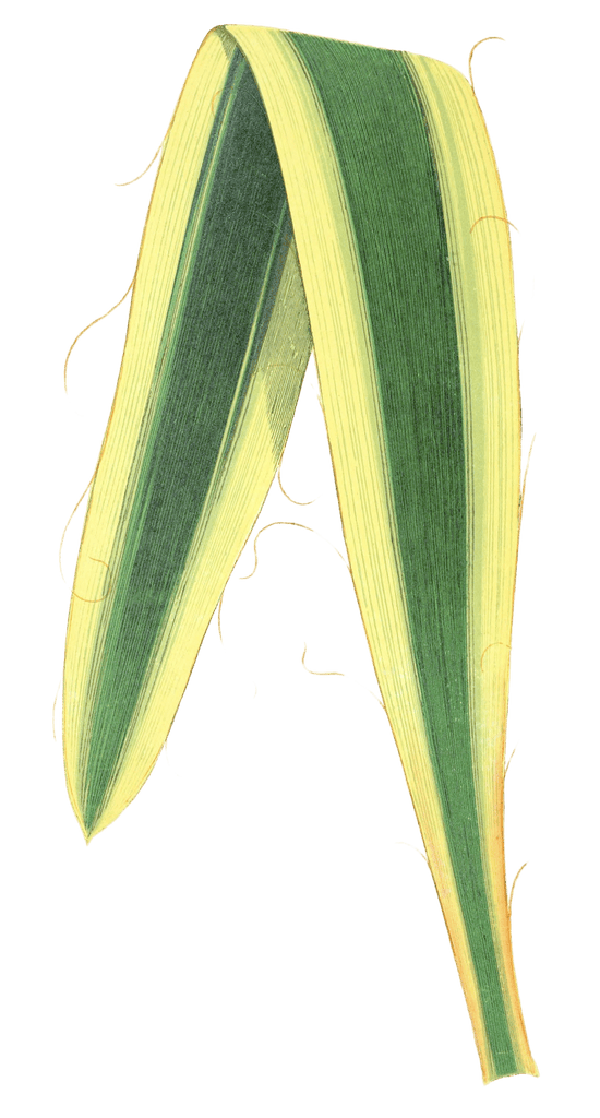 Yucca Filamentosa Variegata
